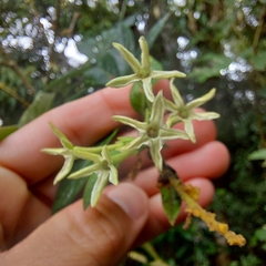 Cestrum strigilatum