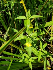 Lysimachia hybrida