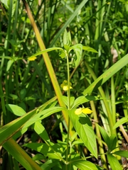 Lysimachia hybrida