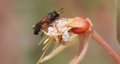 Physocephala segethi