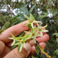 Cestrum strigilatum
