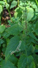 Amauromyza labiatarum