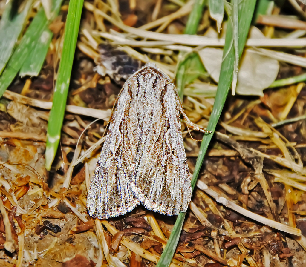 Lagena Dart