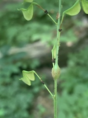 Neolasioptera desmodii