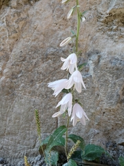 Campanula rapunculoides