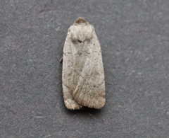 Protolampra rufipectus