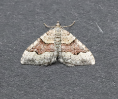 Xanthorhoe decoloraria