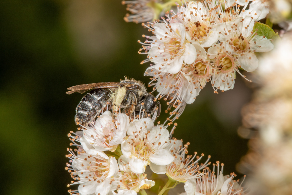 Virginia Mining Bee from Goshen, VT, USA on August 01, 2022 at 10:25 AM ...