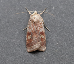 Diarsia dislocata