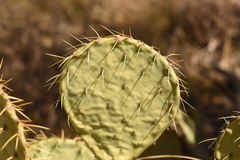 Opuntia chisosensis