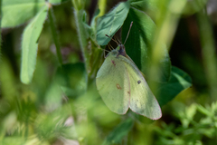 Colias