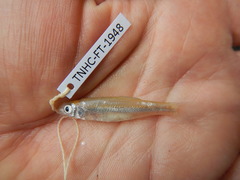 Notropis shumardi