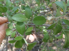 Condalia correllii