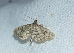 Anania stachydalis
