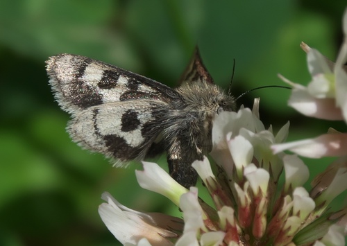 Schinia suetus photo 4