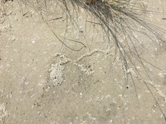 Tridactylidae