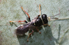 Clitemnestra