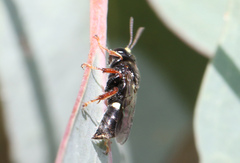 Clitemnestra