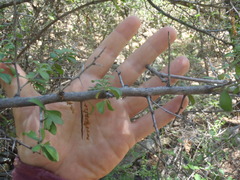 Condalia correllii