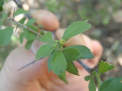 Condalia correllii