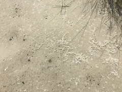 Tridactylidae