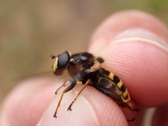 Sericomyia silentis