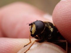 Sericomyia silentis