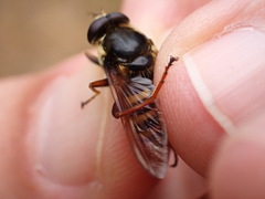 Sericomyia silentis