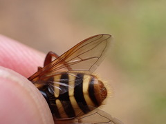 Sericomyia silentis