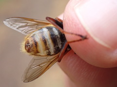 Sericomyia silentis