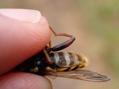 Sericomyia silentis