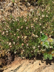 Cherleria arctica