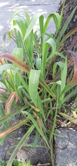 Paspalum tenellum