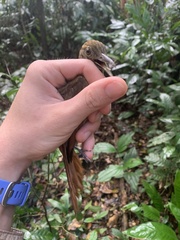 Deconychura longicauda