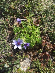 Pulsatilla multiceps