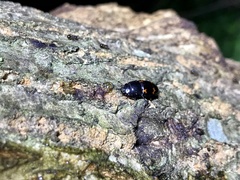 Glischrochilus japonius