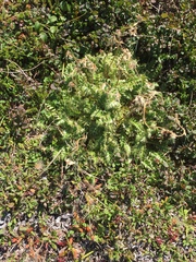Geum glaciale