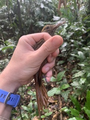 Deconychura longicauda