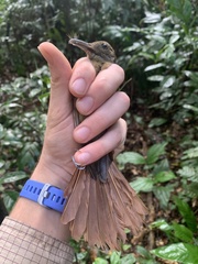 Deconychura longicauda