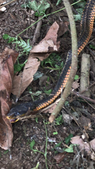 Chironius flavopictus