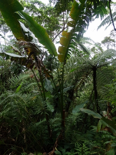 Heliconia indica observed 2014-07-23