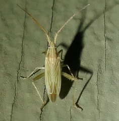 Stenodema trispinosum