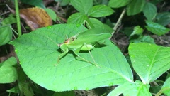 Hexacentrus hareyamai