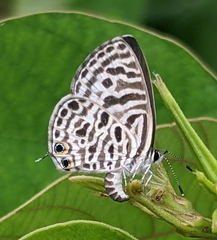 Leptotes plinius