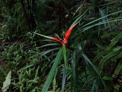 Freycinetia