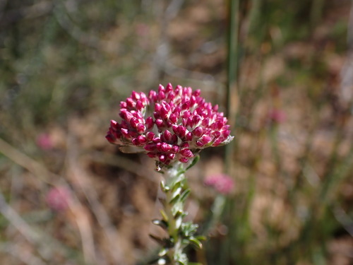 Image of Metalasia fastigiata by (c) Ren Hoekstra, some rights reserved (CC BY)