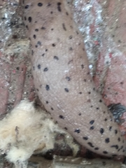 Limax conemenosi