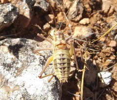 Ephippigerida barati