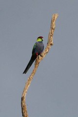 Purpureicephalus spurius