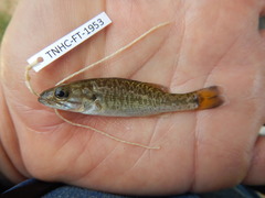 Micropterus treculii